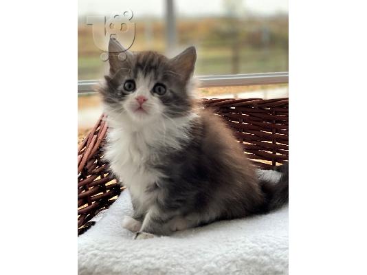 PoulaTo: Γενεαλογικά Maine Coon Kittens